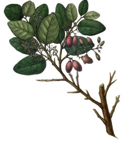 Cryptocarya alba Peumo, Chilean acorn